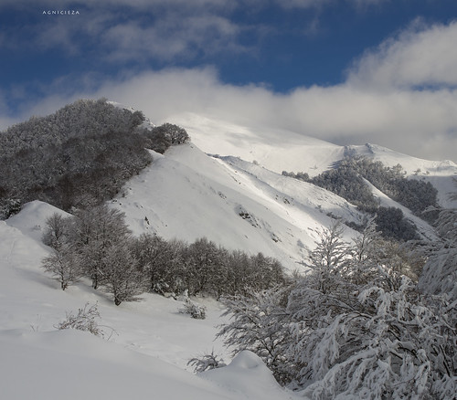 winter snow forest 31mm smcpentaxfa31mmf18allimited vertorama pentaxk5