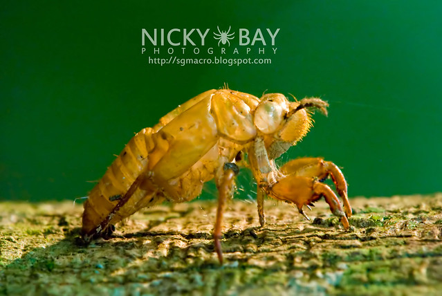 Cicada moult (Cicadidae) - DSC_7888