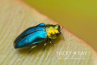 Jewel Beetle (Endelus cupido) - DSC_4392