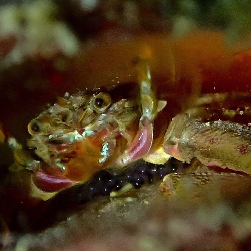 chelipedcrad underthesea qatareef qatardiving marinelife