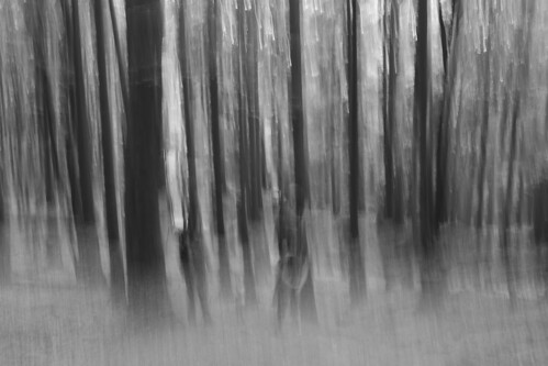 wald wood blackforest schwarzwald radeklokosfotografie monochrome schwarz weiss