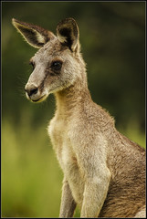 Male Eastern Grey Kangaroo