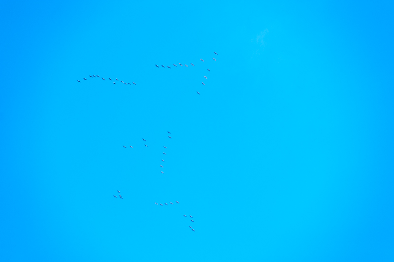 Cranes in Formation