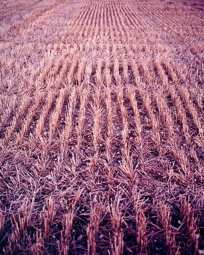 autumn sunset film nature field lines analog landscape kodak crops 80mm v700 mamiya7ii purpletint ektar100