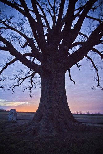 sunset tree nature landscape champion missouri williamson boonecounty buroak mcbaine burroak quercusmacrocarpa burroaktree buroaktree
