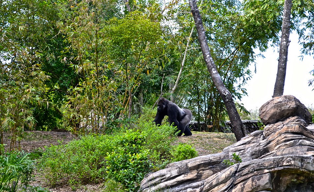 gorilla exhibit in the animal kingdom of disney world
