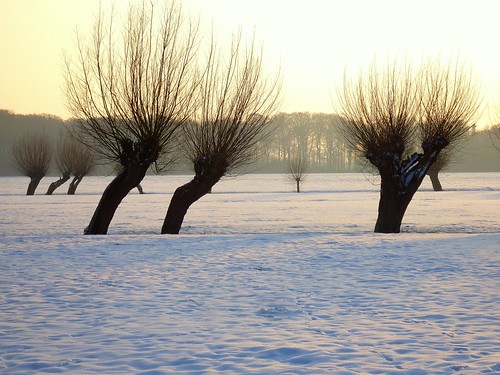 trees winter snow netherlands landscape day nederland clear willow willows landschap wilg wilgen knotwilg salixalba abigfave p1510448