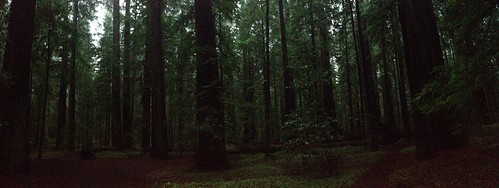rainforest redwoods conifer redwoodforest uploaded:by=flickrmobile flickriosapp:filter=nofilter