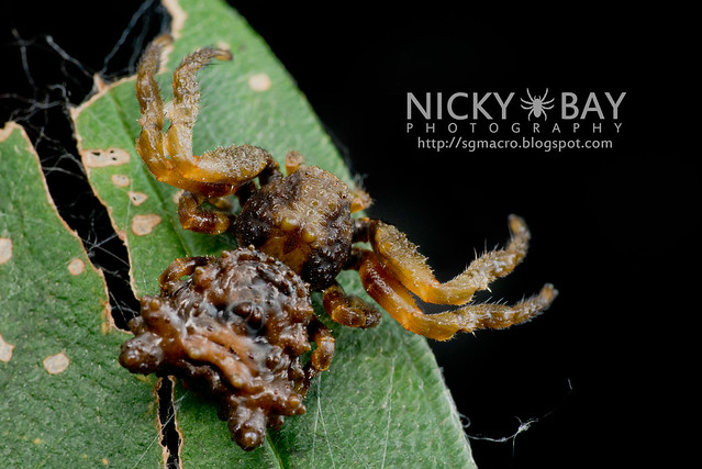 Bird Dung Crab Spider (Phrynarachne sp.) - DSC_3240