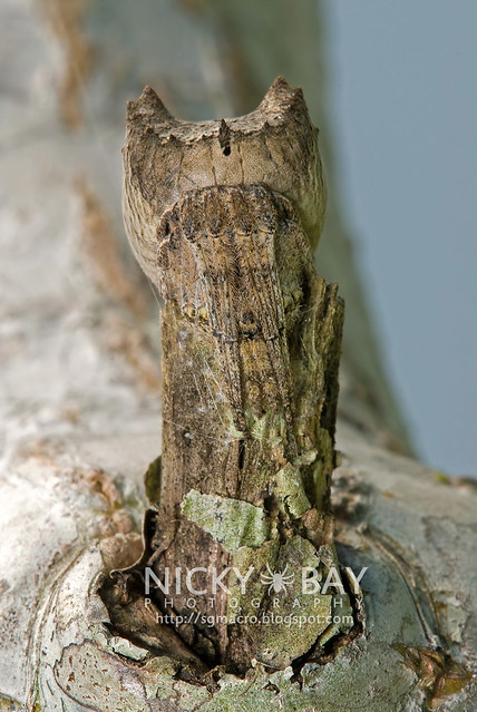 Tree Stump Orb Weaver Spider (Poltys sp.) - DSC_0283