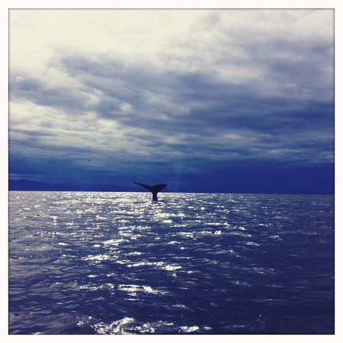 ocean blue sea azul méxico mexico mar nayarit pacificocean whale sanblas ballena océano sinflash océanopacífico hipstamatic películablanko lentehelgaviking