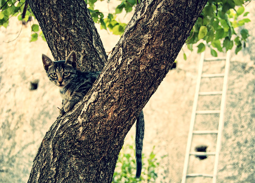 tree cat kitty ladder