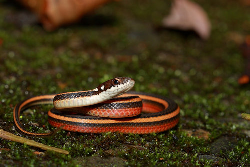 美麗的金絲蛇。圖片來源：台大自然保育社。