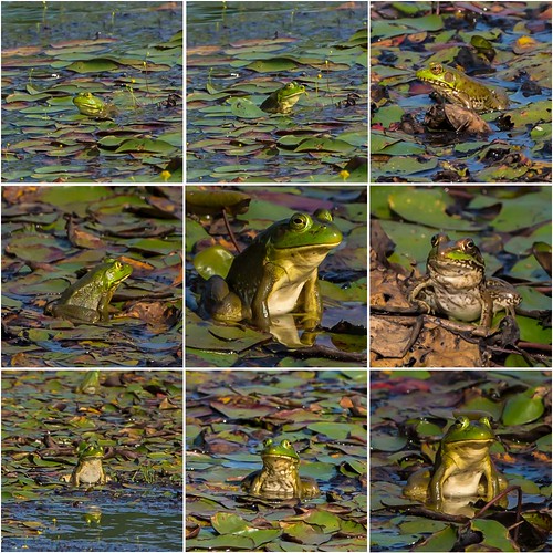 americanbullfrog fayetteville ohio collage frog