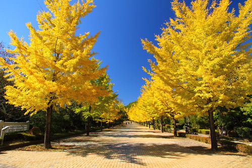 park autumn yellow japan asia autumnleaves muse 日本 銀杏 saitama 紅葉 イチョウ gingko 公園 chichibu 埼玉 秩父 ichou ミューズパーク