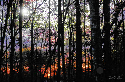 light forest photoshop sunrise landscape woods hypothetical thegalaxy flickraward sharingart gailpiland ringexcellence rememberthatmomentlevel1 rememberthatmomentl1