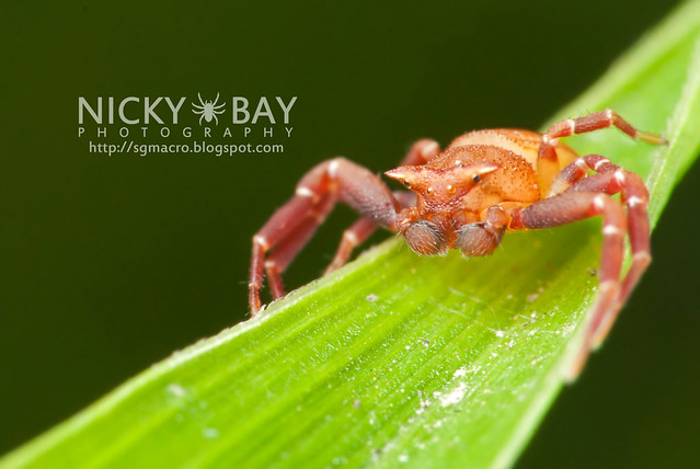 Crab Spider (Thomisidae) - DSC_3452