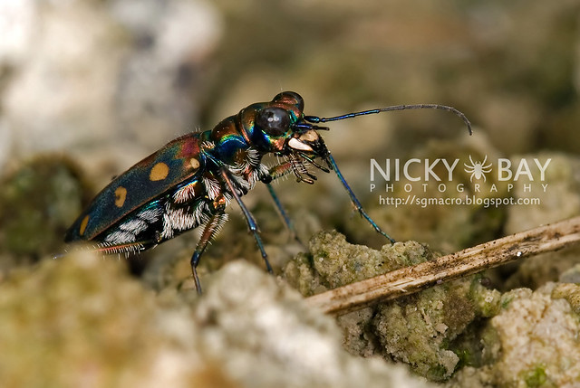 Tiger Beetle (Cicindelinae) - DSC_6967