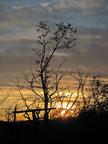 sunset tree canon hungary naplemente could csolnok