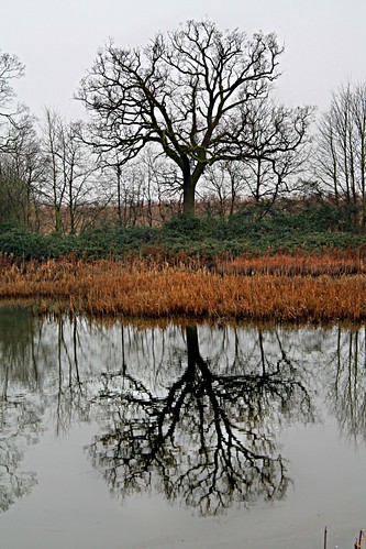trees sky lake reflection water clouds bedford pond bare bedfordshire felton runoff roxton robertfelton balancingpond