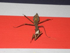 Gottesanbeterin (en: Praying Mantis)