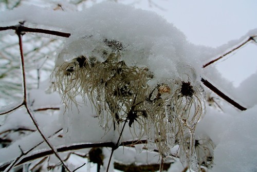 winter nature germany seeds icicles darmstadt wildclematis eiszapfen samen oberfeld ivlys wildeclematis