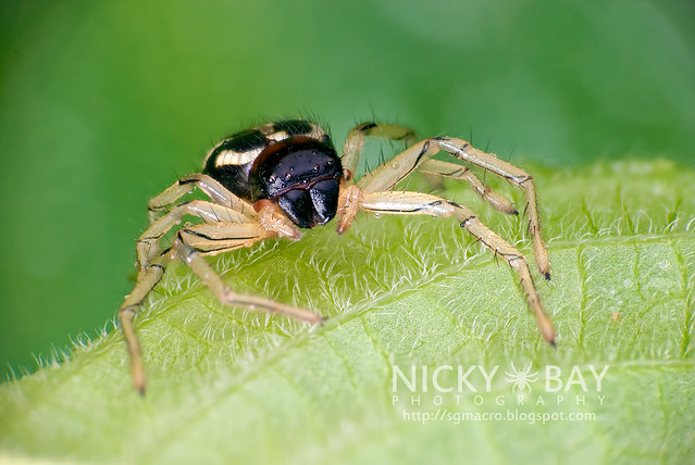 Crab Spider (Camaricus maugei) - DSC_2954