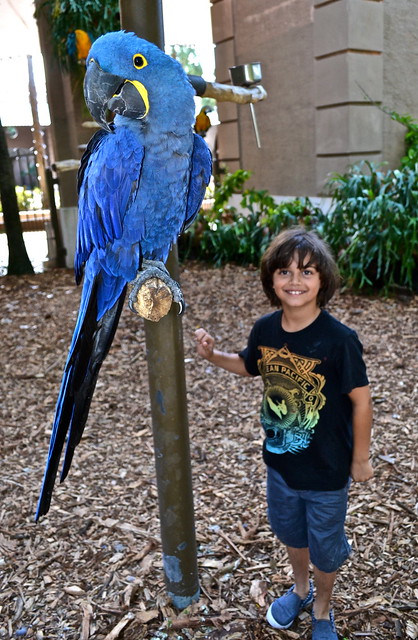 giant blue bird at the jungle island zoo in miami fl