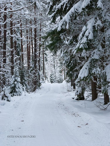 winter vinter sweden forestry bosque invierno sverige suecia kalmar forestroad skogsväg skogsbruk rockneby caminoforestal