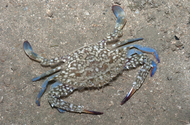 Flower crab (Portunus pelagicus)