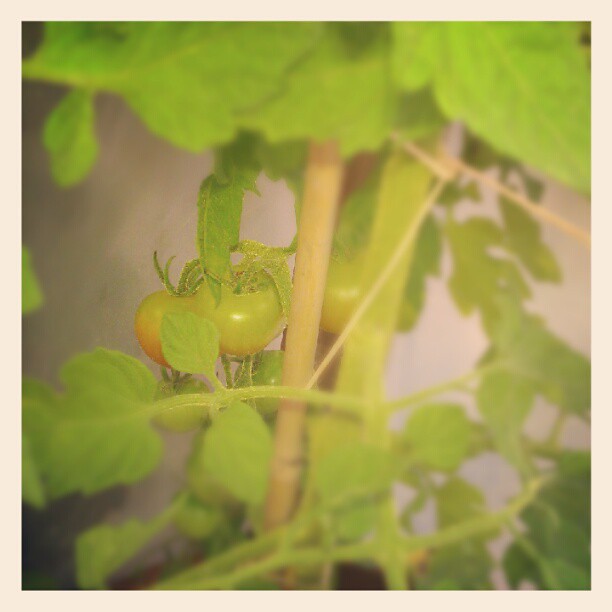 First tomatos almost ready #bern #urbanfaming