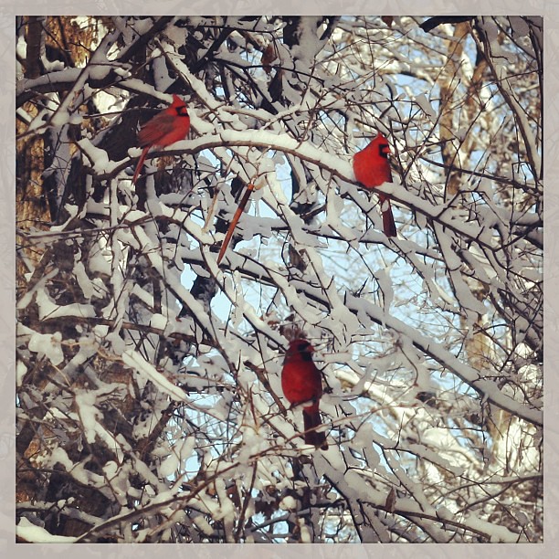 Cardinal tree
