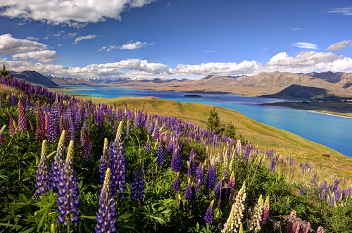 park new travel blue newzealand wild summer wallpaper sky mountain lake plant flower tree green nature water beautiful beauty field grass clouds landscape outside island countryside spring scenery colorful day view purple bright cloudy blossom outdoor turquoise background south scenic meadow sunny images clear mount zealand nz getty environment lupin lupine tekapo
