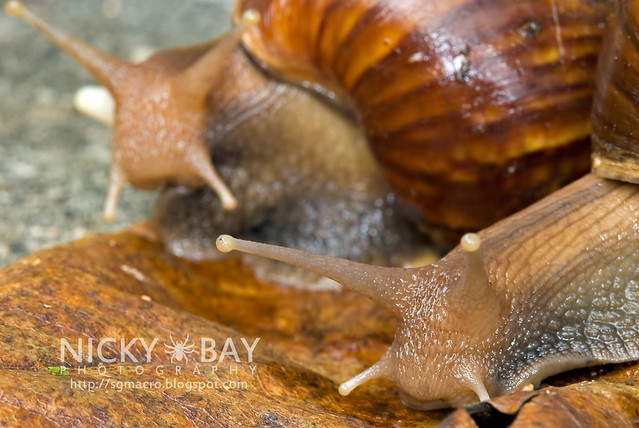 Giant African Snails (Achatina fulica) - DSC_9889