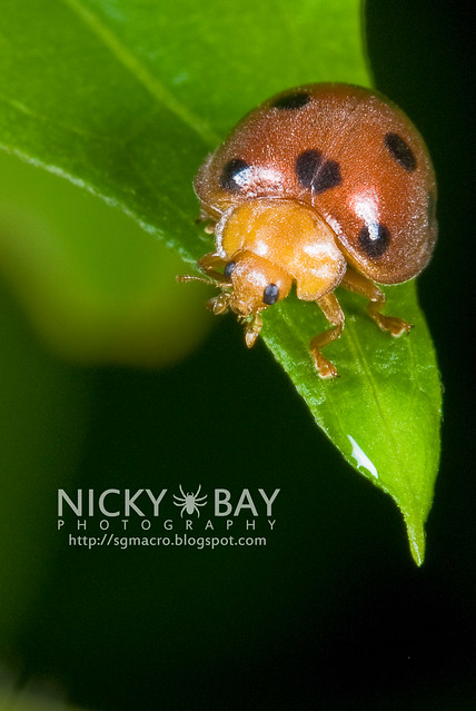 Ladybird (Coccinellidae) - DSC_7516