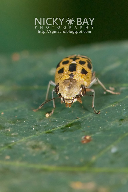 Flower Tumbling Beetle (Mordellidae) - DSC_6923