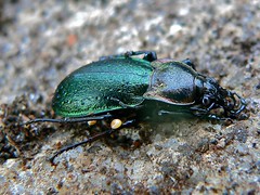 Ground Beetle (Archicarabus nemoralis prasinotinctus) found under moss