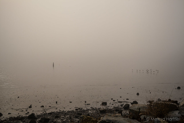 Mud Bay beach in the fog