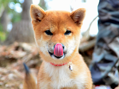 鼻をなめる柴犬の子供 (Shiba Inu, Puppy)