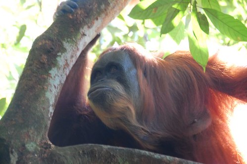 Orangutan in Gunung Leuser National Park