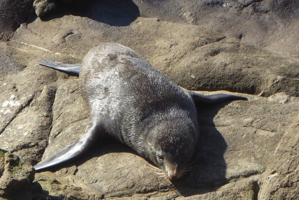 Lazy Seal