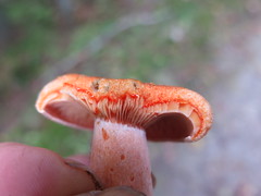   red pine mushroom  