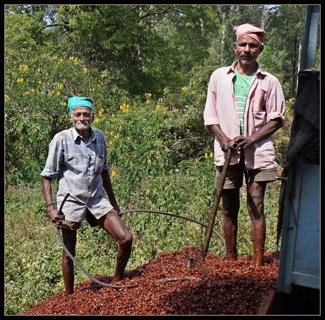 Workers in Coffee Estate