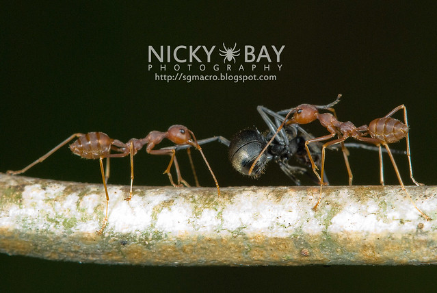 Ants (Formicidae) - DSC_7591