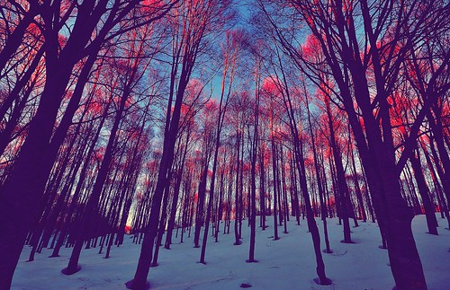 sunset italy white snow cold tree rose nikon tramonto neve bianco freddo d3100