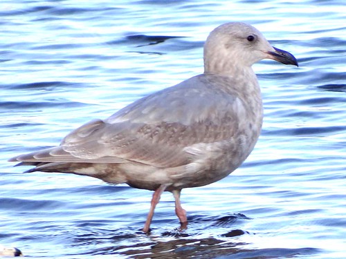 park washington gulls second clarkston glaucouswingedgull larusglaucescens cycleswallows