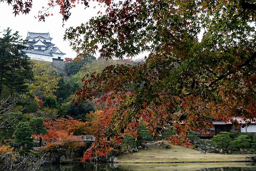 castle japan autumnleaves 紅葉 城 彦根 滋賀 彦根城 国宝 玄宮園