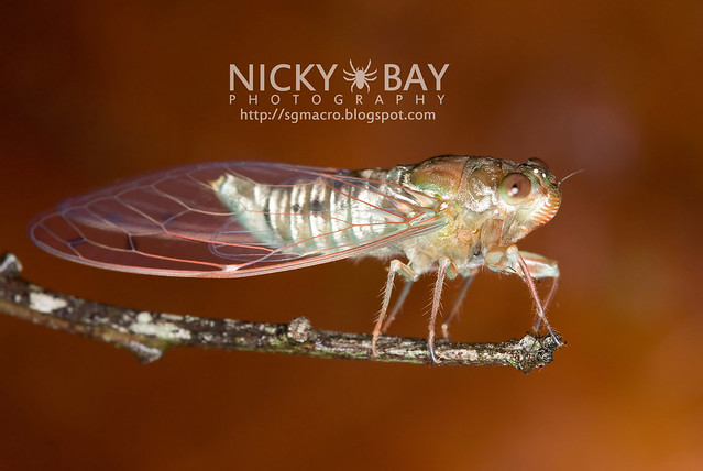 The Cicada Look-alike Planthopper - Macro Photography in Singapore