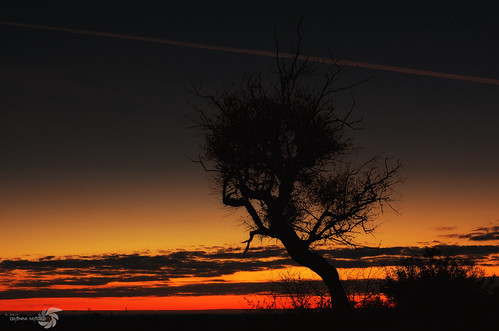italy tree clouds dark nikon nightshot 1855 lecce redsunset sunsetsilhouette botrugno bestcapturesaoi blinkagain nikond5100 giannimaggio