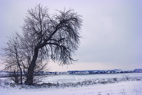 winter tree germany landscape maple village pentax lowersaxony k200d querenhorst besteverdigitalphotography